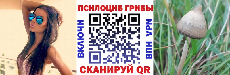 Галлюциногенные грибы Psilocybine cubensis  Купить  Краснознаменск 